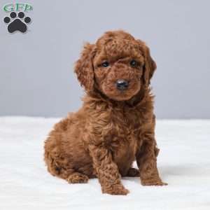 Cameo, Miniature Poodle Puppy